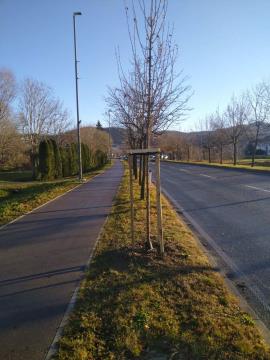 zasaditev novih dreves (3)